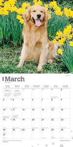 Golden Retrievers  2024 16-Month Calendar