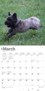 Cairn Terriers 2024 16-Month Calendar