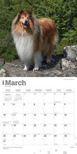 Collies 2024 16-Month Calendar
