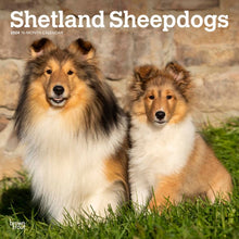 Load image into Gallery viewer, Shetland Sheepdogs 2024 16-Month Calendar
