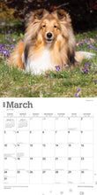 Load image into Gallery viewer, Shetland Sheepdogs 2024 16-Month Calendar
