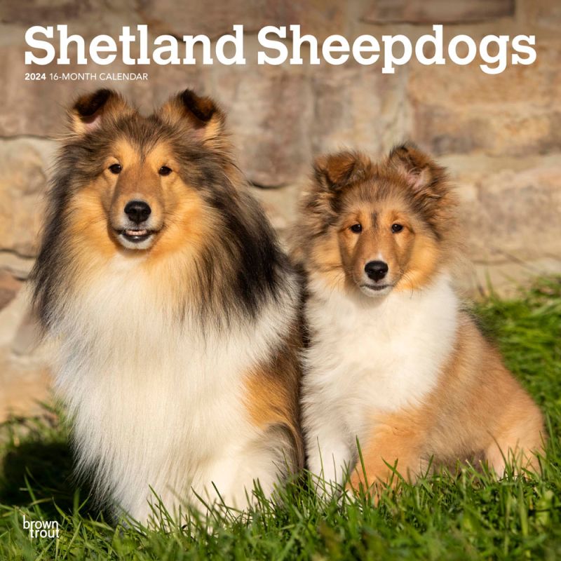 Shetland Sheepdogs 2024 16-Month Calendar