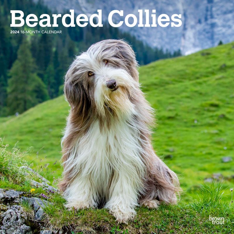 Bearded Collies 2024 16-Month Calendar